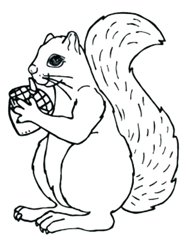 620x798 Squirrel Coloring Sheet Free Squirrel Coloring Pages Children
