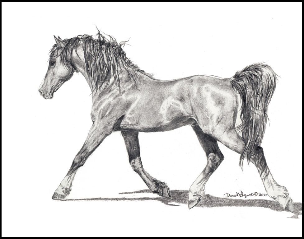 977x768 Horse Drawings