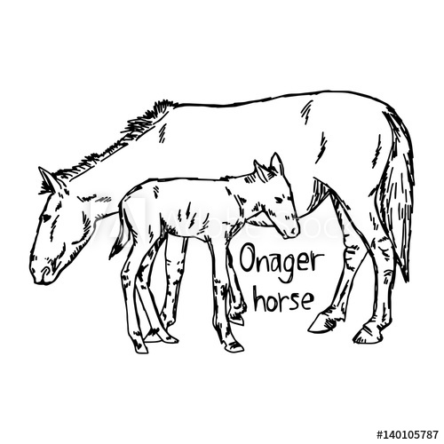500x500 Onager Horse And Foal