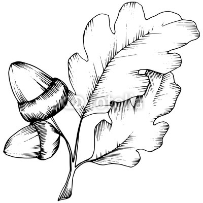 400x400 Vector Autumn Oak Leaves Leaf Plant Botanical Garden Floral