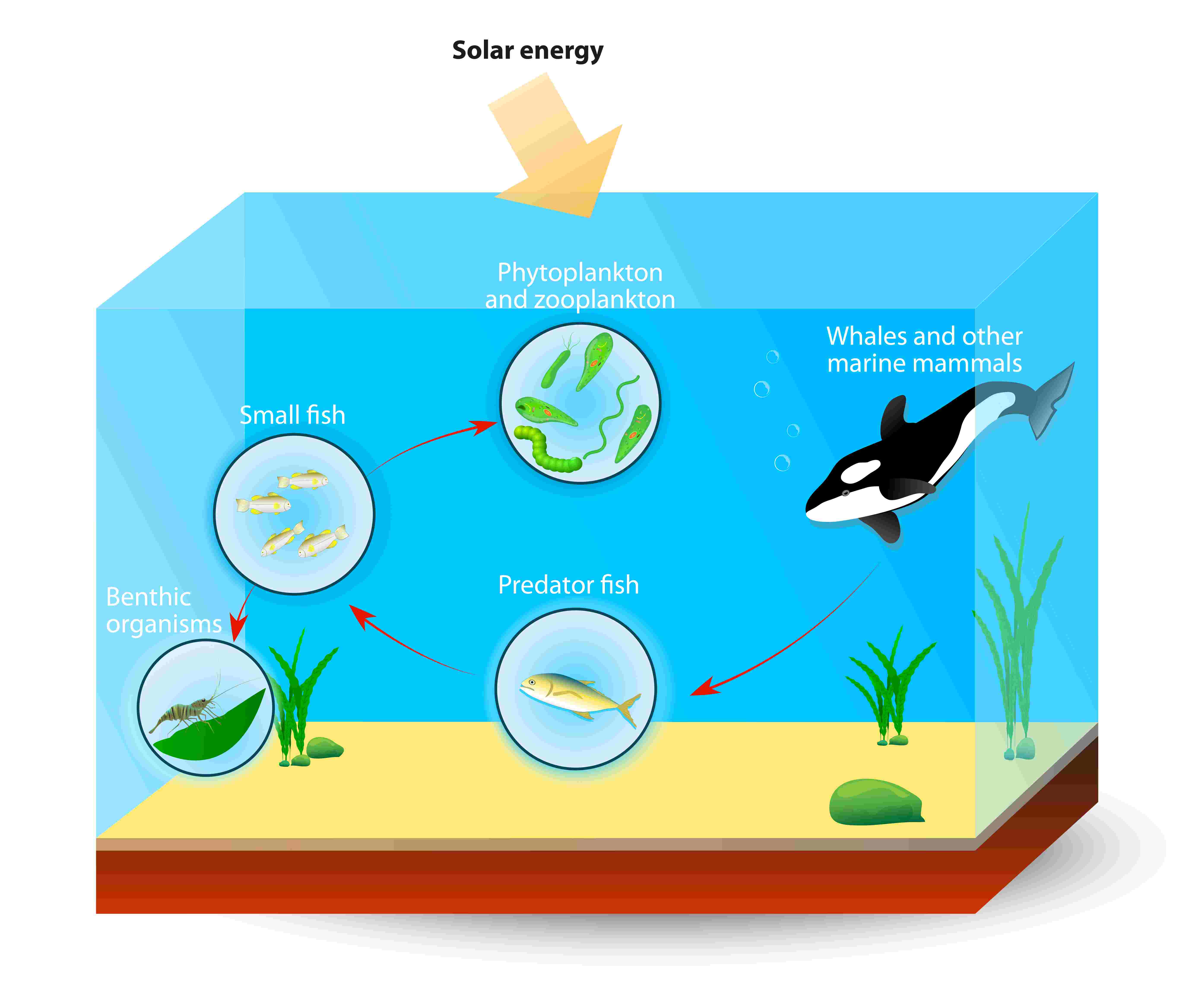 5557x4667 Food Chains And Trophic Pyramids