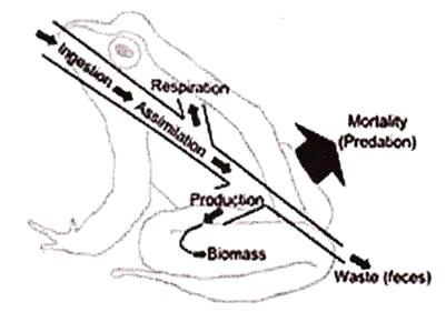 401x281 Essay On Ecosystem Environment