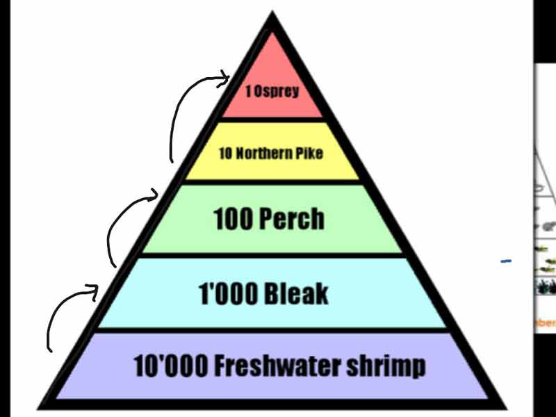 800x600 major types of ecological pyramids pyramid of number, biomass