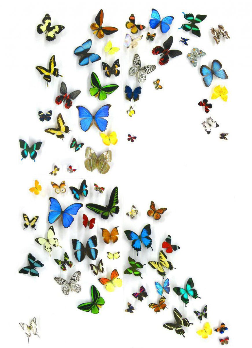 871x1200 Image Result For Insect Food Web In My Garden Posters For Kids