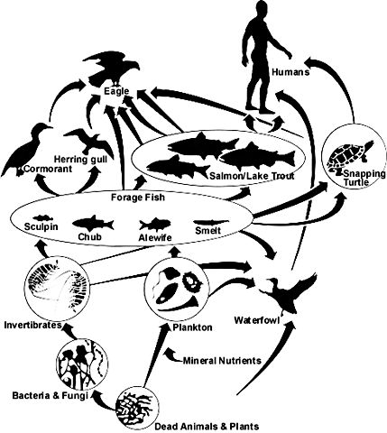 Food Web Drawing | Free download on ClipArtMag