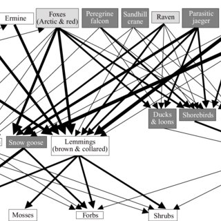 320x320 Bylot Island Food Web Illustrated Using Species Categories