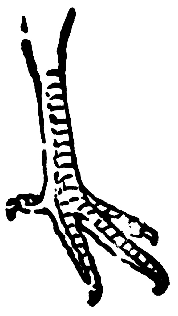 578x1024 Huge Collection Of 'chicken Foot Drawing' Download More Than