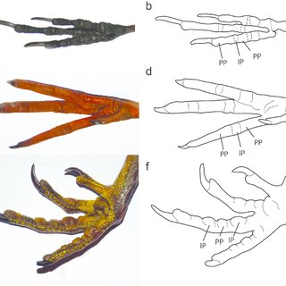320x320 Examples Of Modern Bird Foot Morphology Photographs And Line