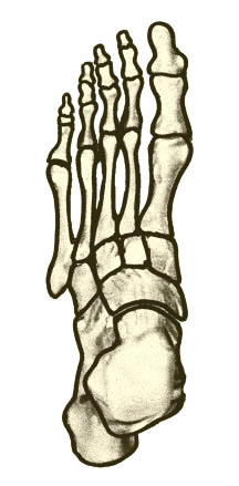 216x439 Diagram Of Foot Bones Diagram Of Foot Bones