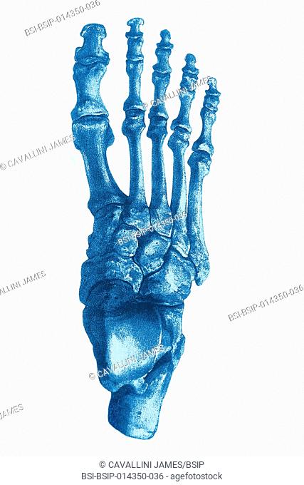 427x680 Drawing Foot Lower Limb Stock Photos And Images Age Fotostock