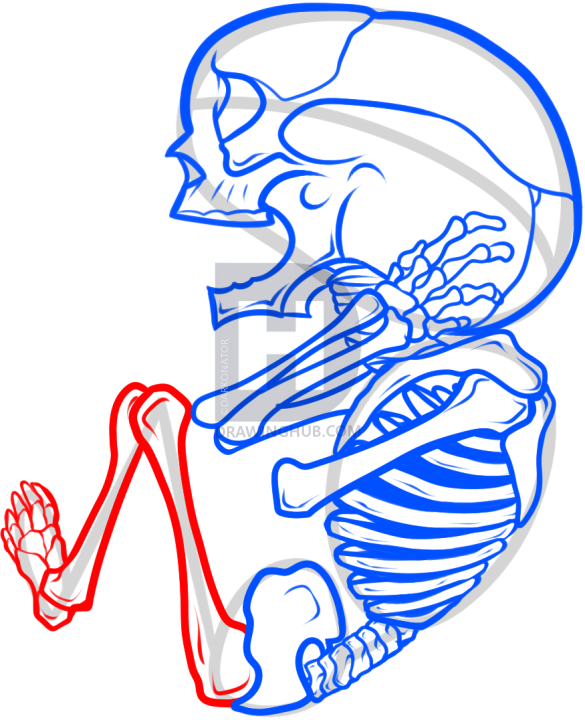 585x720 how to draw a fetus, fetus skeleton, step