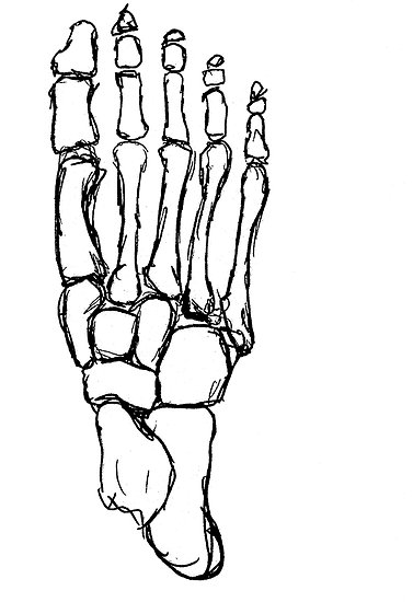 377x550 Skeleton Foot Posters