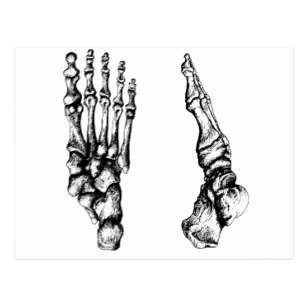 307x307 Bones Of The Feet Postcards Zazzle