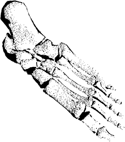 480x544 Collection Of Free Drawing Skeleton Foot Download On Ui Ex