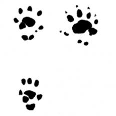 231x231 paws and feet pest detective