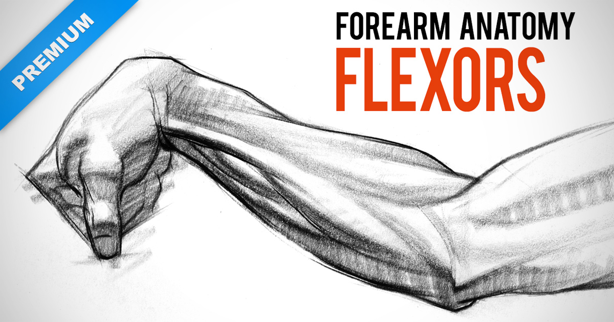 1200x630 Drawing Forearms Anatomy Of The Flexors Proko