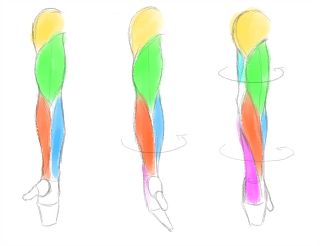1019x784 forearm twist study
