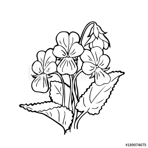 500x500 Vector Bouquet Of Forest Violets On A White Background Hand Drawn