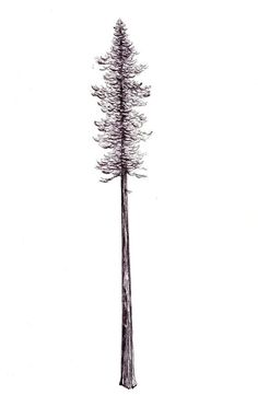236x361 Huge Collection Of 'redwood Forest Drawing' Download More Than