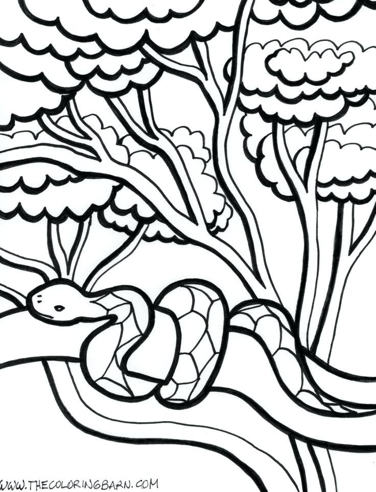 736x964 Rain Forest Coloring Pages Coloring Pages Printable Image