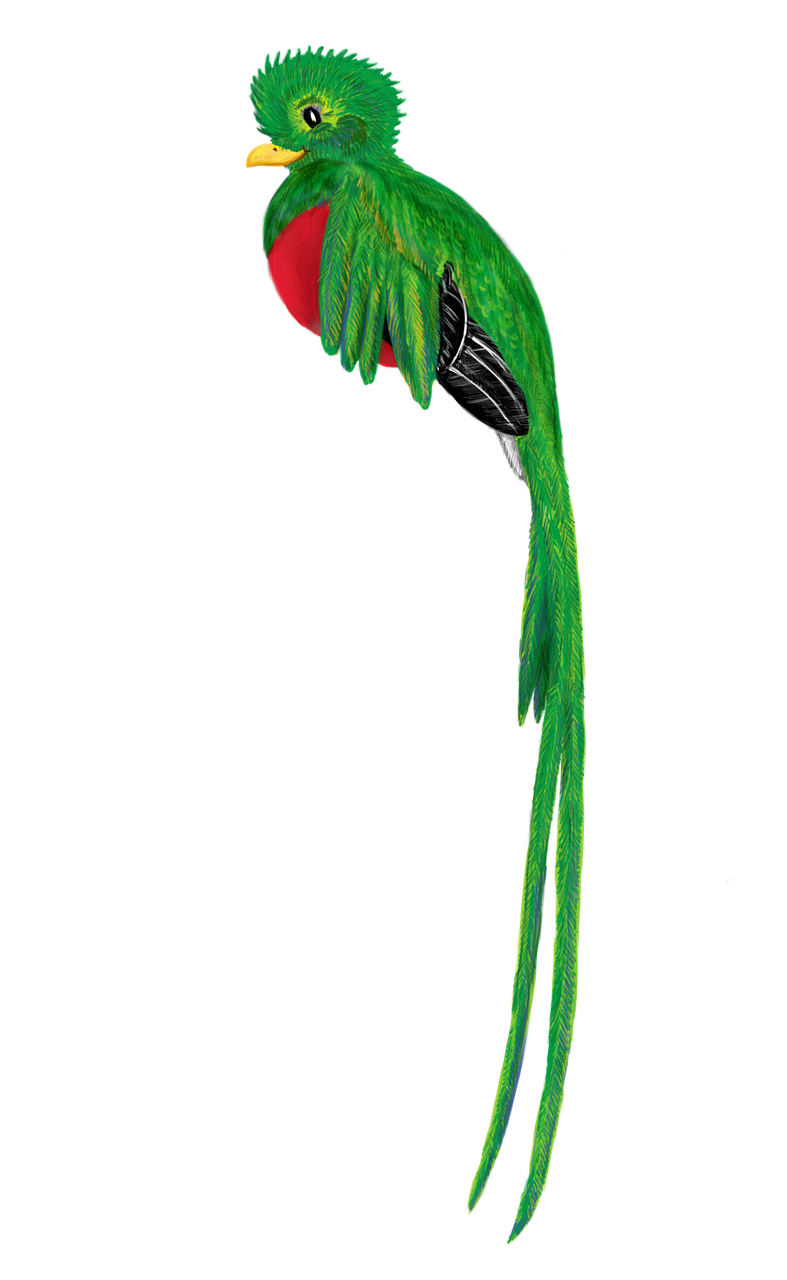 787x1280 Quetzal, Bird, Animal, Cute, Drawing
