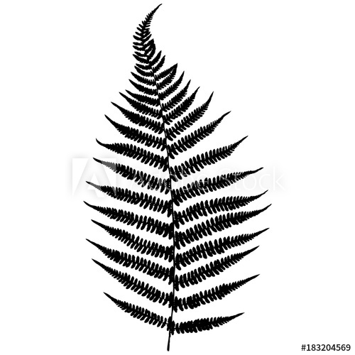 500x500 Forest Fern Black Isolated Silhouette On White Background Vector