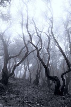 236x354 Huge Collection Of 'dead Forest Drawing' Download More Than