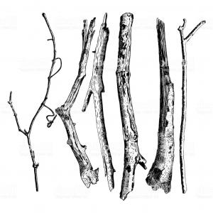 300x300 Set Of Detailed And Precise Ink Drawing Of Wood Twigs Forest