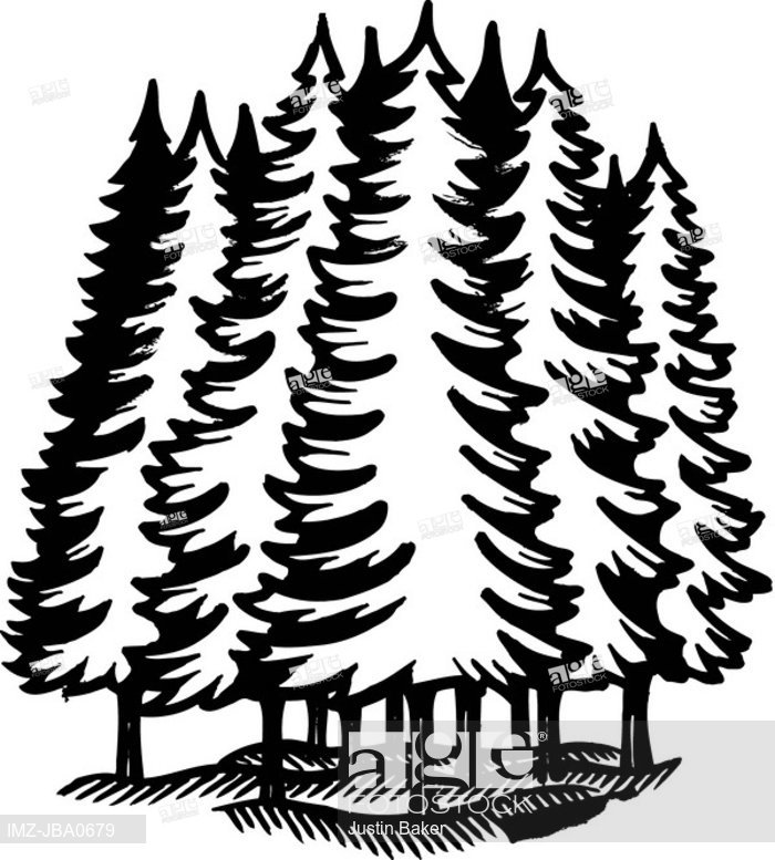 700x777 A Black And White Illustration Of An Coniferous Forest, Stock