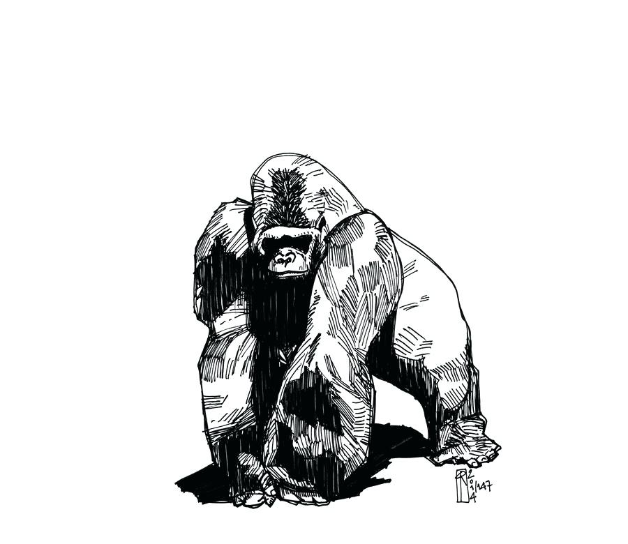 900x780 gorilla drawing gorilla drawing easy