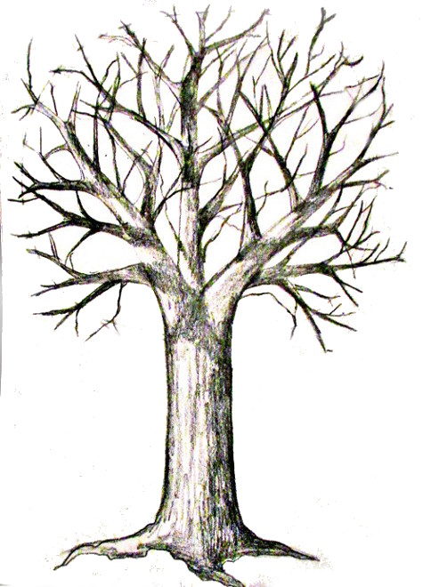 484x660 How To Draw A Tree