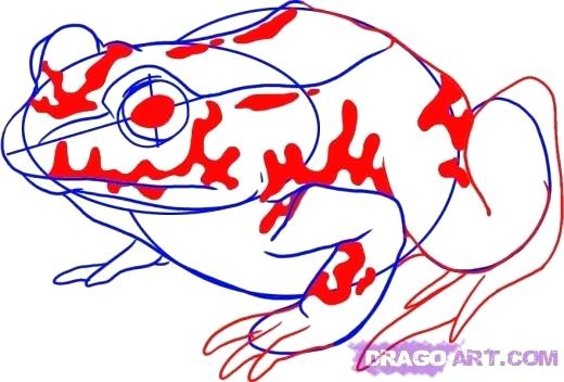 520x352 How To Draw A Toad Step
