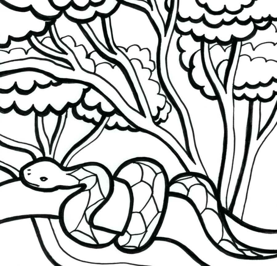900x864 Rain Forest Coloring Pages Coloring Pages Printable Image