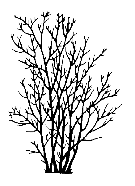 437x600 Mountain Maple