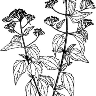 320x320 A Sketch Of Chromolaena Odorata
