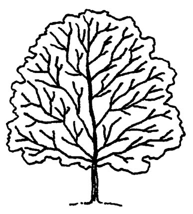 387x428 Buy Forest Pansy Redbud