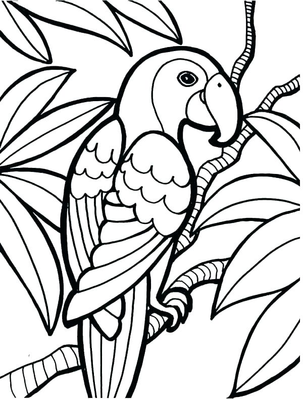 600x789 Coloring Pages Free Printable Tropical Animal Drawn Forest