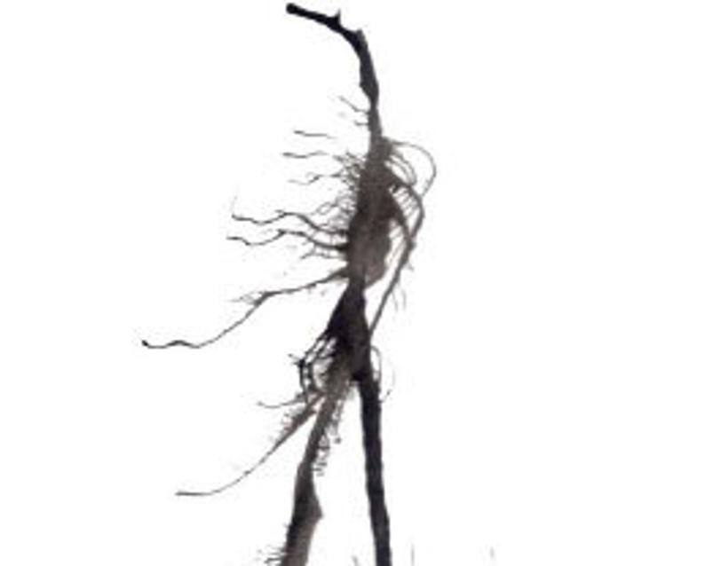 794x638 Tree In Black Forest Landscape Abstract India Ink Digital Etsy