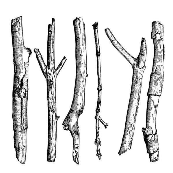 599x600 Set Of Detailed And Precise Ink Drawing Of Wood Twigs, Forest