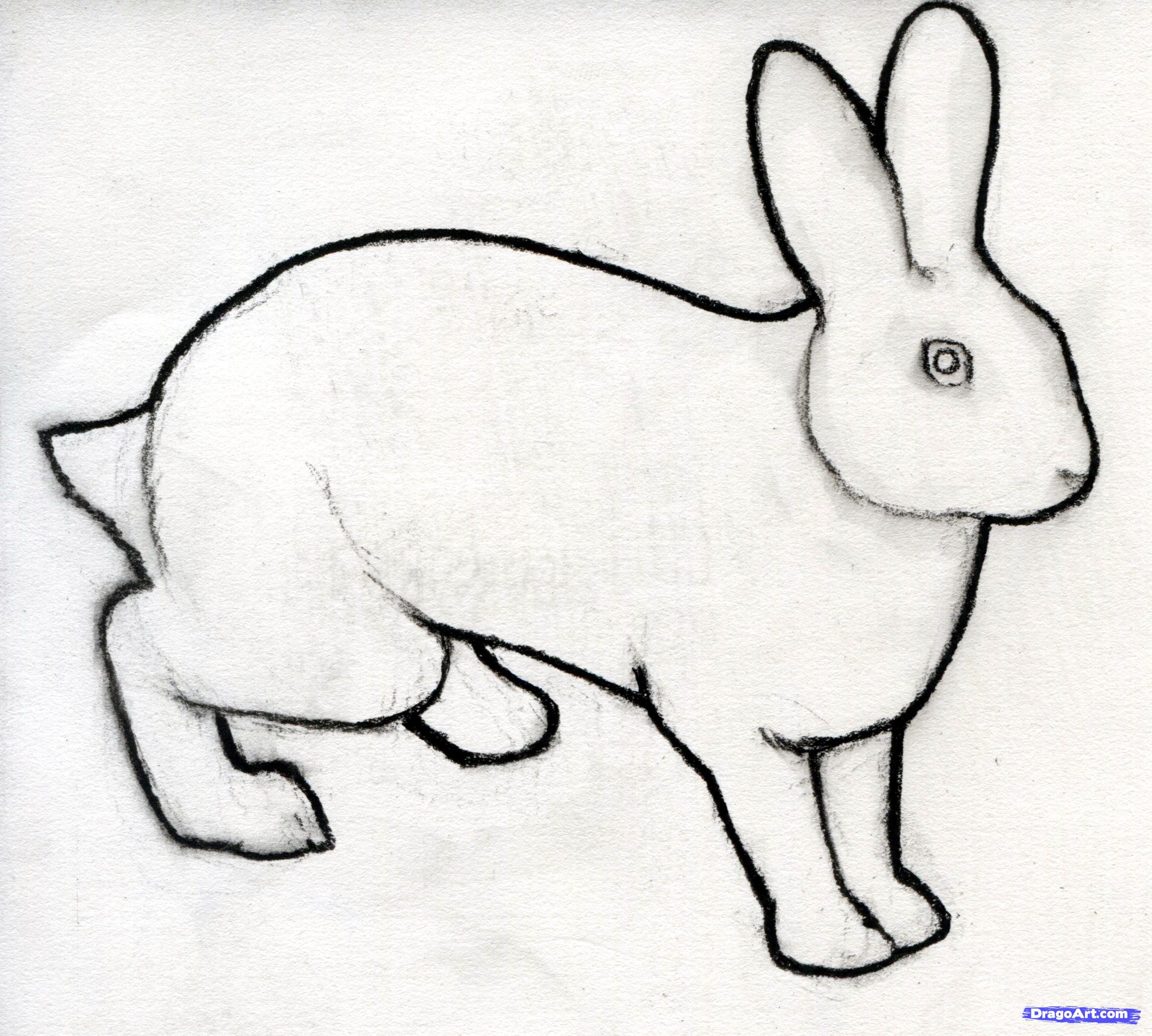 2284x2054 How To Sketch A Rabbit, Step