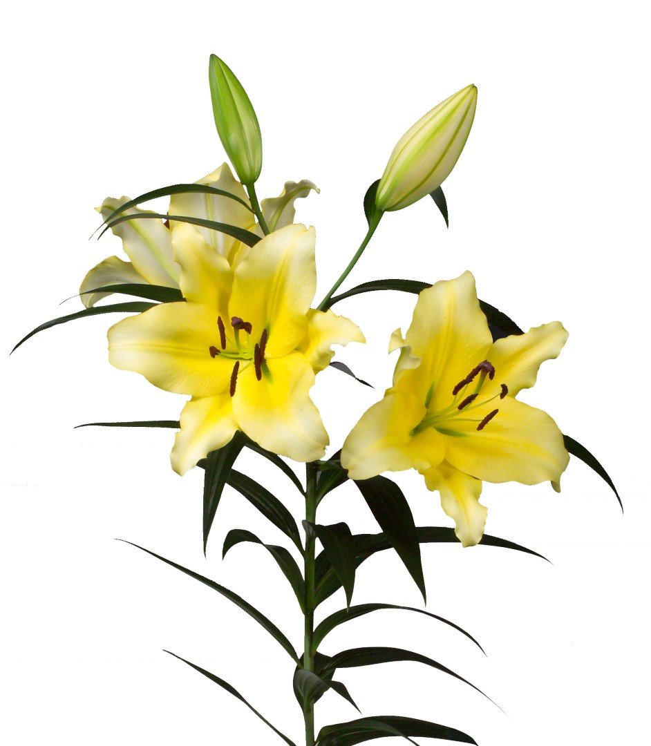 942x1080 Pencil Drawing Of A Wolf Learn How To Draw A Wolf Head Mexican