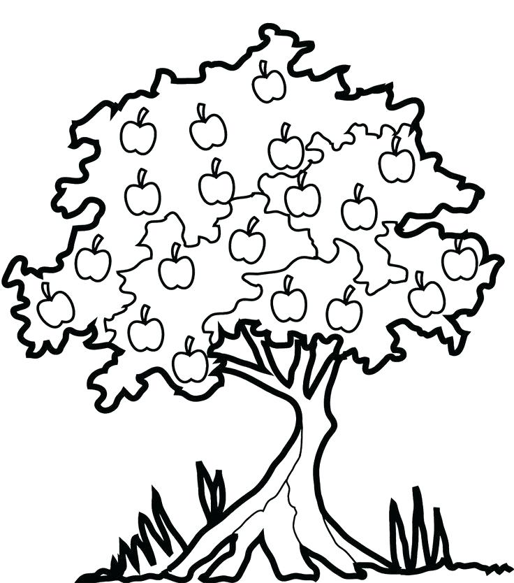 736x834 Fruit Tree Drawing