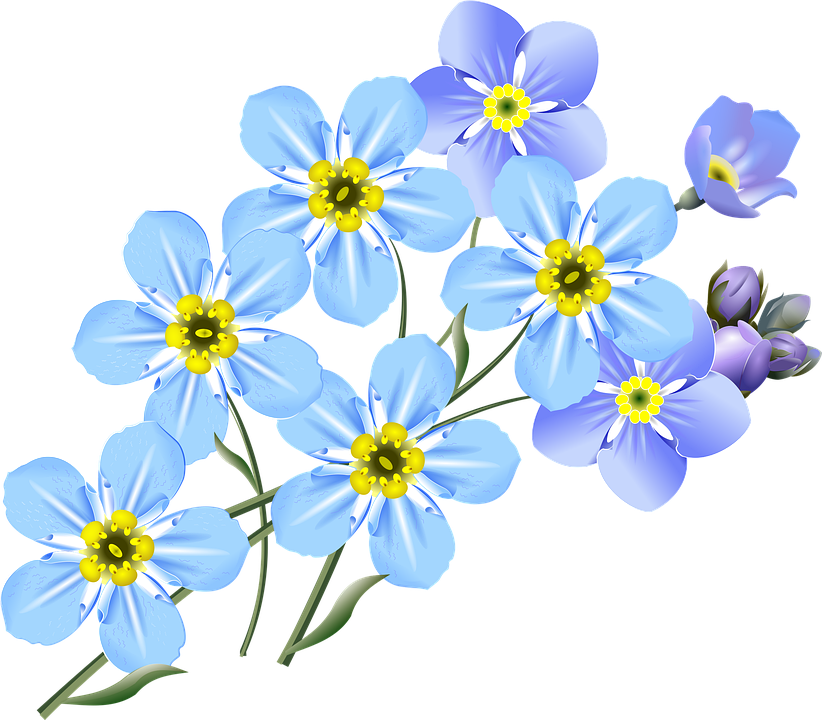822x720 Free Photo Flower Forget Me Nots Drawing Blue Small Flowers