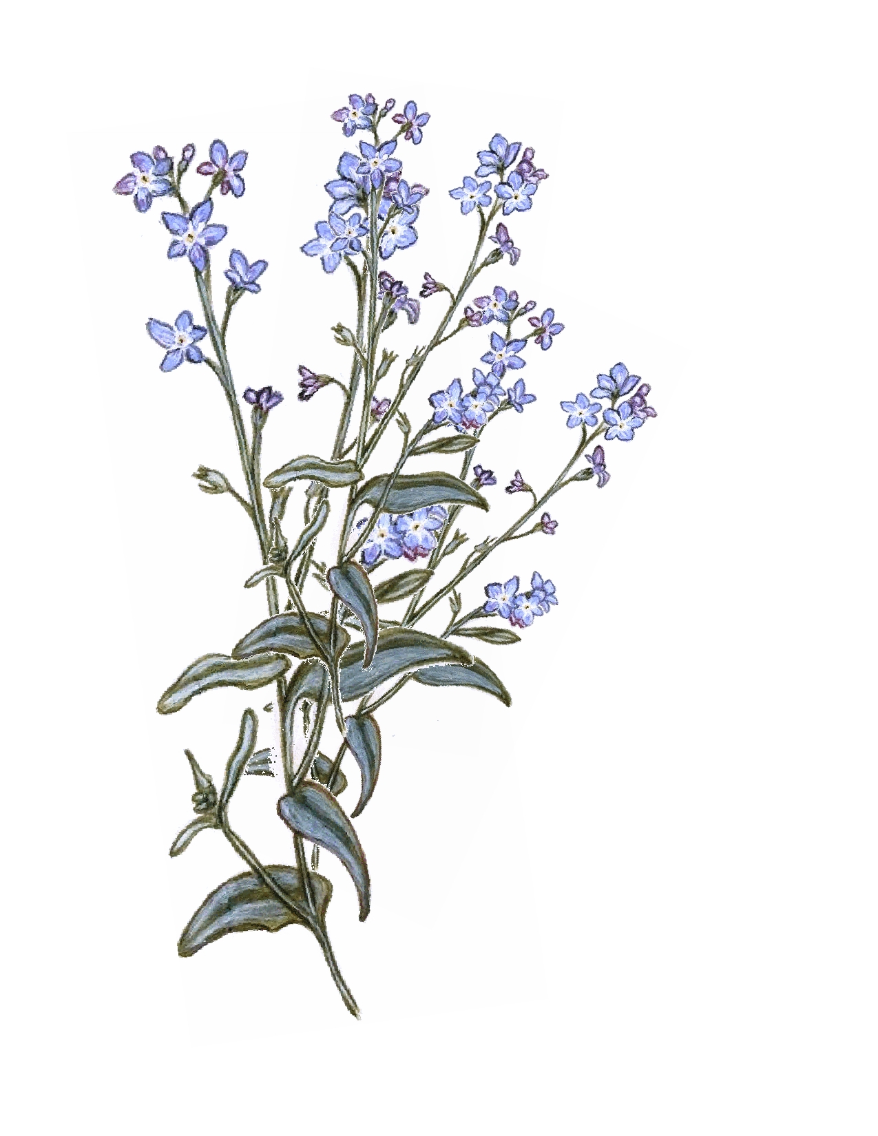 Forget Me Not Drawing | Free download on ClipArtMag