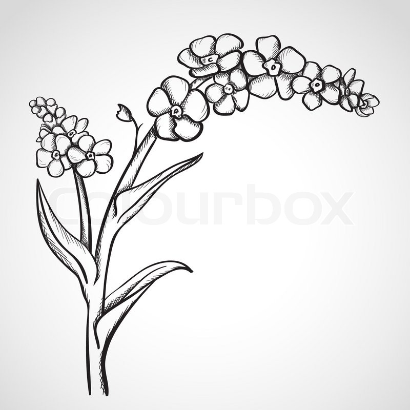 800x800 Sketch Forget Me Not