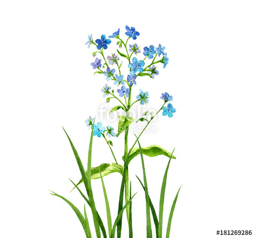 500x466 Watercolor Drawing Forget Me Not Flowers Stockfotos Und