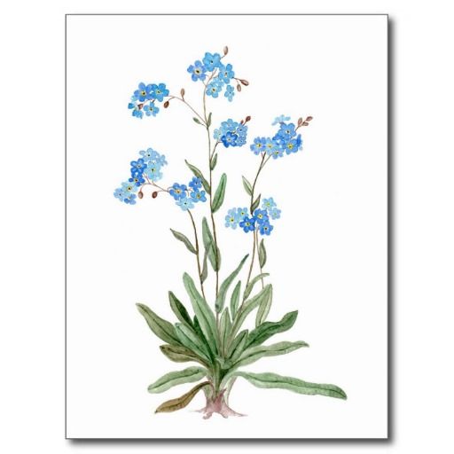 512x512 Watercolor Drawing Of Forget Me Not Flower Postcard