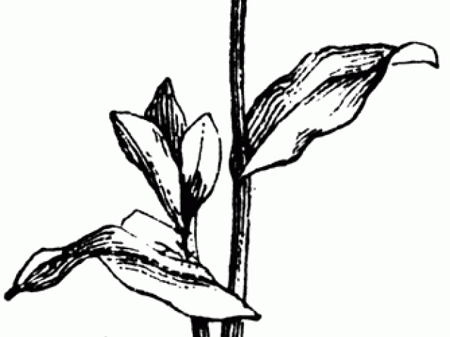 640x480 Forget Me Not Clipart Black And White