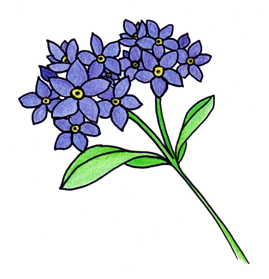 877x910 Forget Me Not Flower Drawing