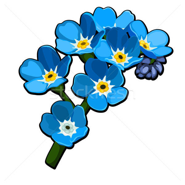 600x600 Forget Me Not Stock Photos, Stock Images And Vectors Stockfresh